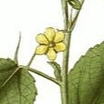 Jute plant (Corchorus)